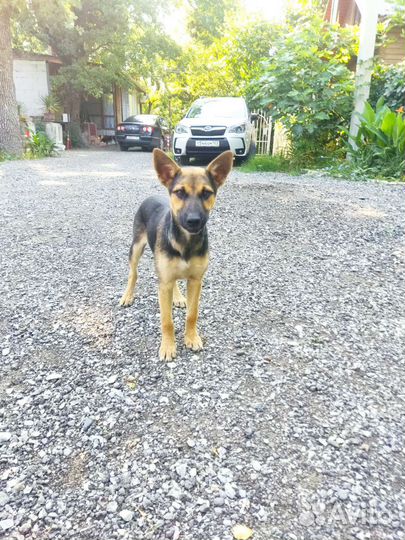 Собачка-девочка, в хорошие руки