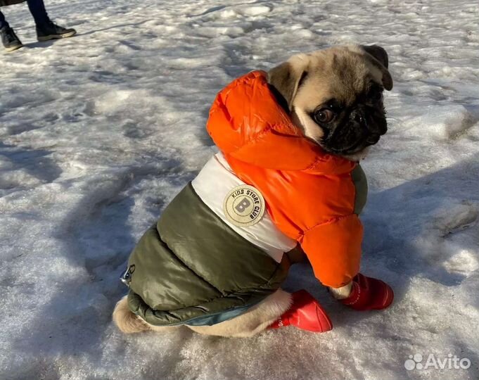 Одежда для собак крупных пород