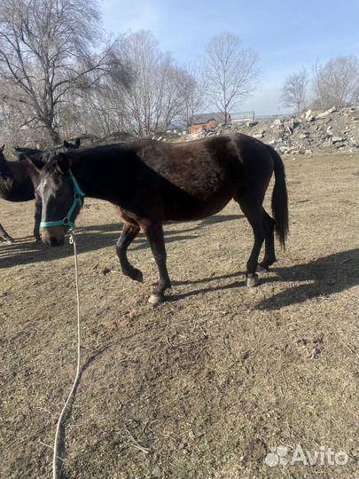 Продам жеребую кобылку