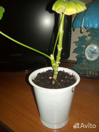 Пеларгония герань сортовая Клара Сан