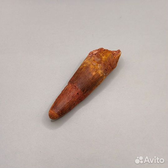 Зуб спинозавра (крупный 6,22 см) / Окаменелости