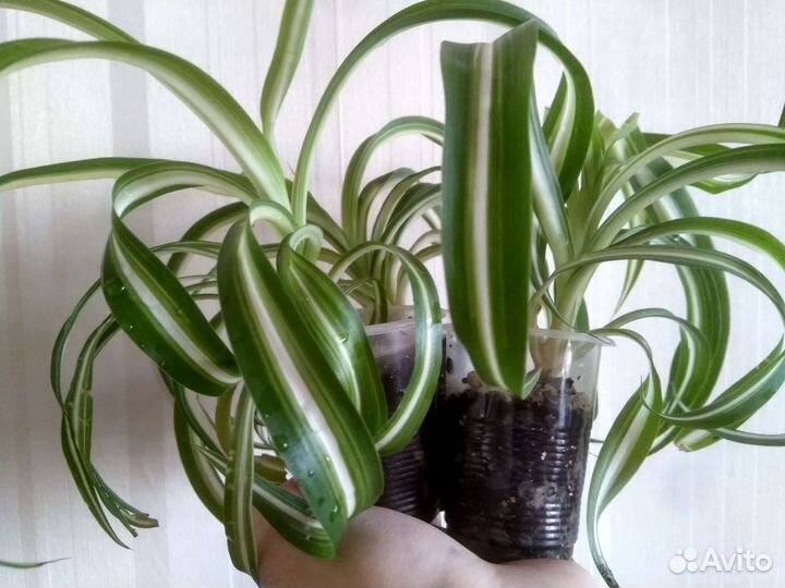 Хлорофитум кудрявый Каланхоэ лечебный