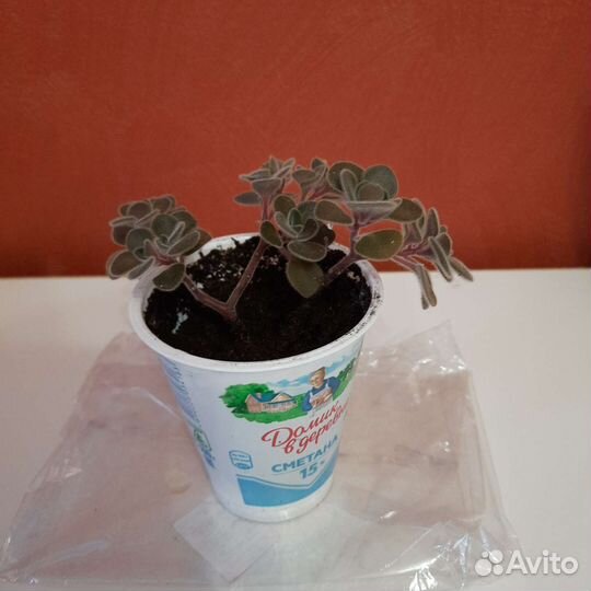 Аихризон дерево любви