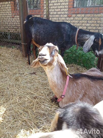 Домашнее козье молоко. Куриные яйца