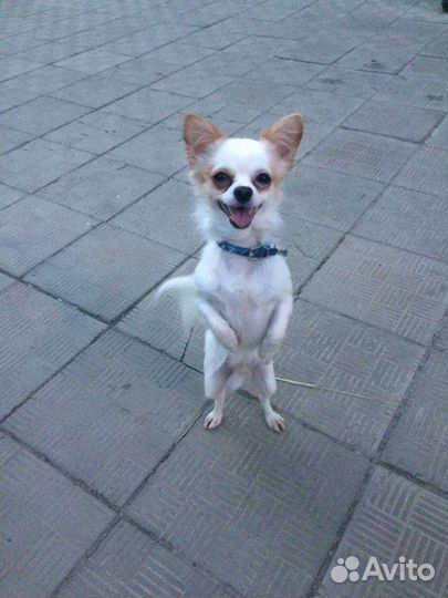 Вязка кобель чихуахуа