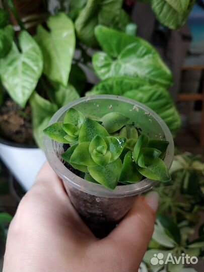 Суккуленты