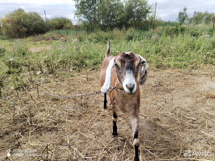 Англо нубийские козы