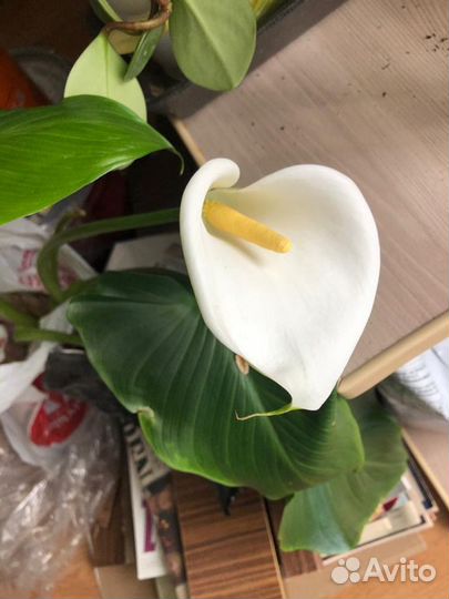 Каллы многолетник