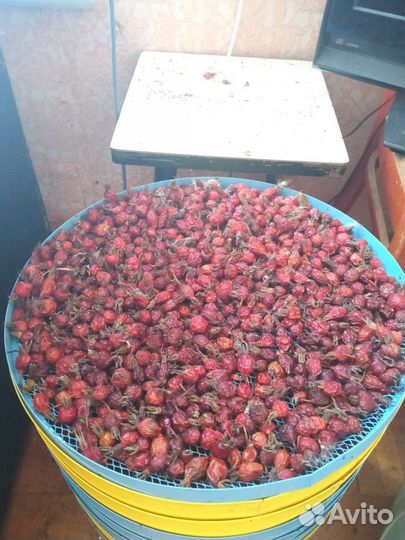 Шиповник сушеный