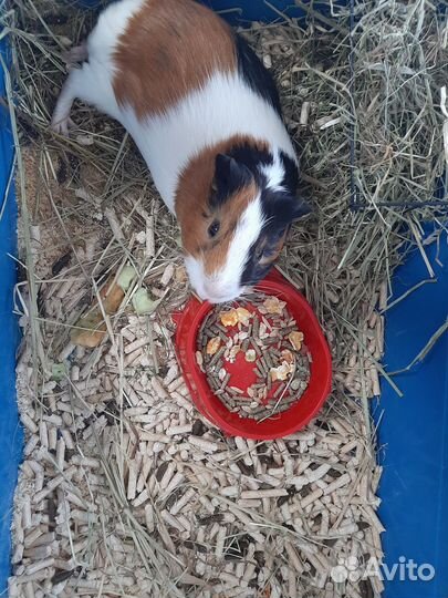 Отдам в добрые руки