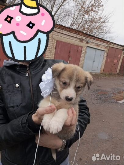 Собака в добрые руки отдам бесплатно