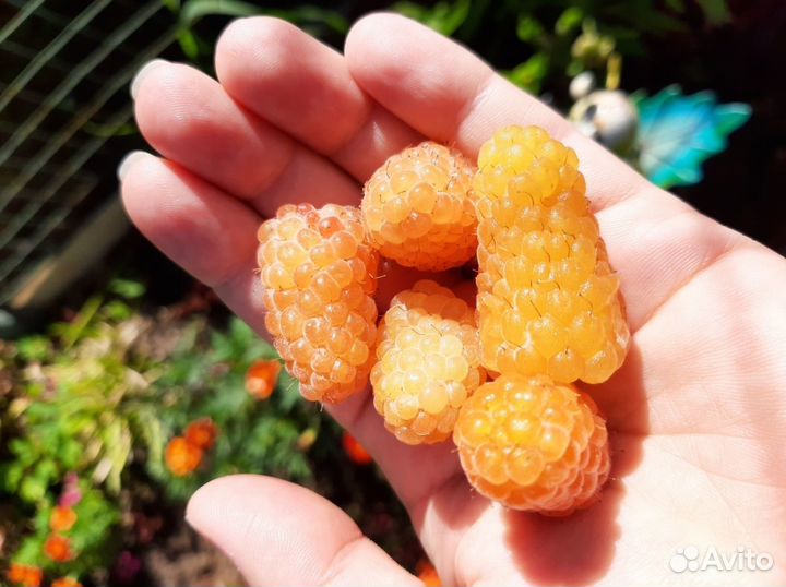 Саженцы малины