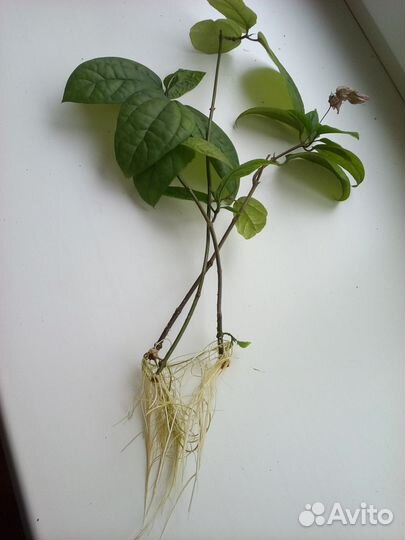 Клеродендрум цветущий и бегония