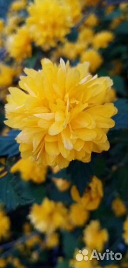 Керрия японская