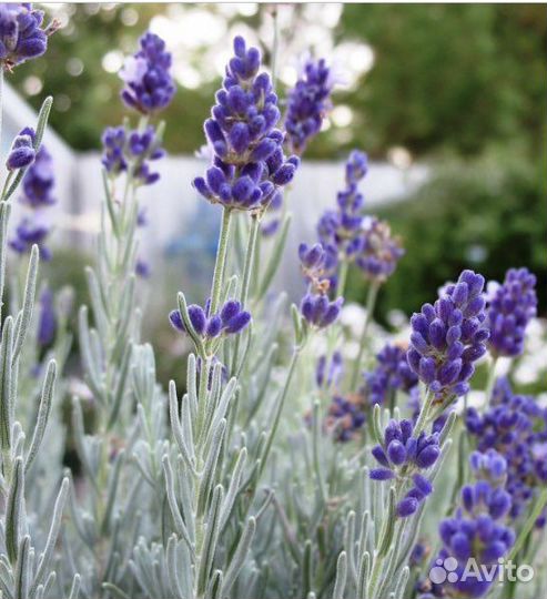 Лаванда узколистная