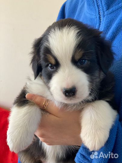 Продаются щенки австралийской овчарки аусси