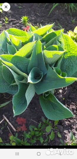 Цветы садовые