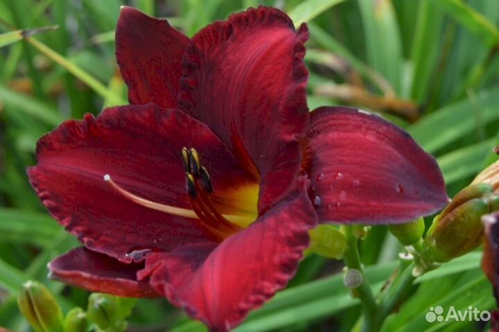 Лилейники Алый крупный