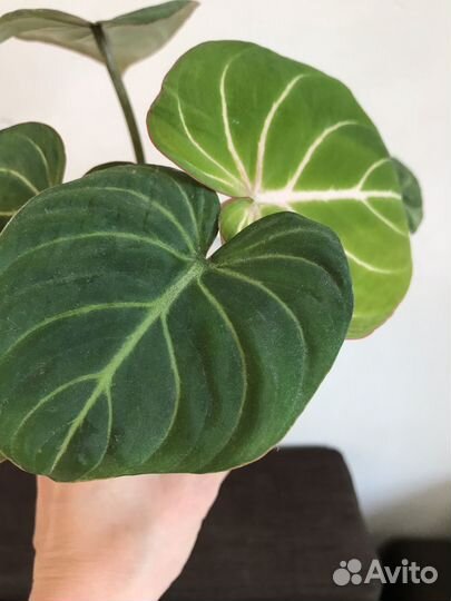 Филодендрон Глориозум Верде (Тайланд)