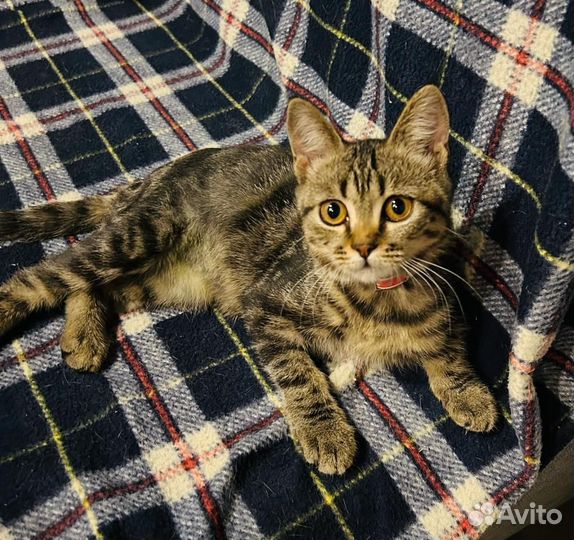 Котёнок девочка