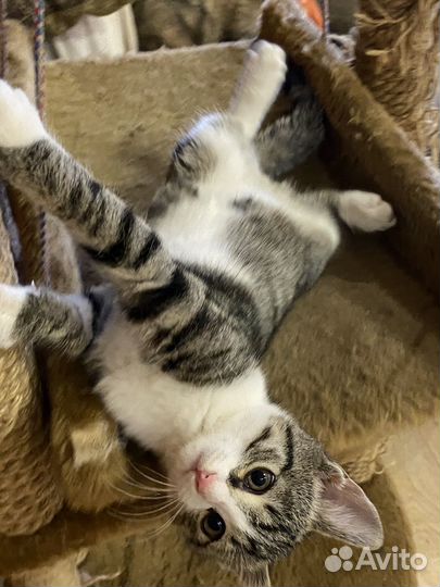 Ростовчанин Ромка