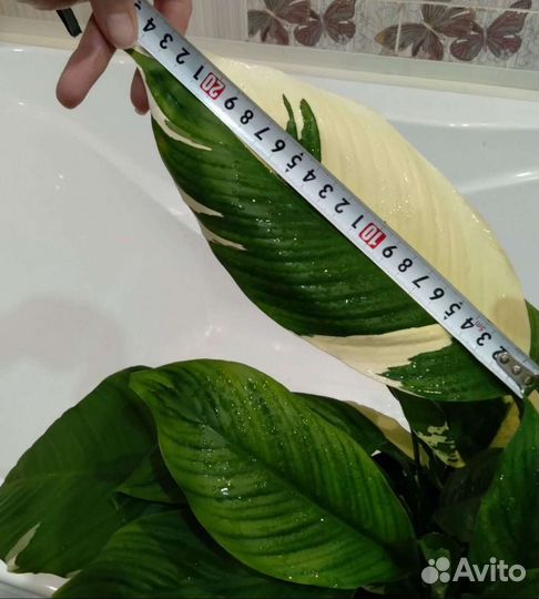 Спатифиллум 