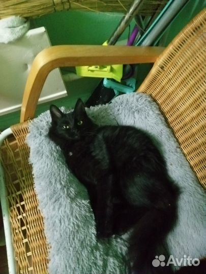 Котячьи подростки