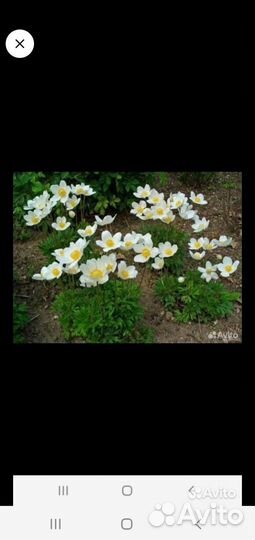 Цветы многолетние