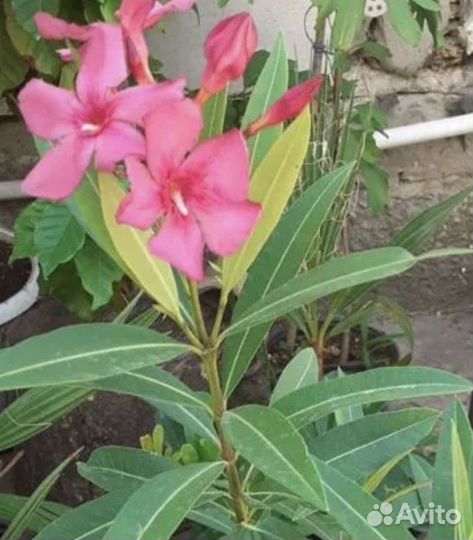 Олеандр розовый