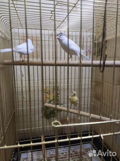 Кенара и канарейки