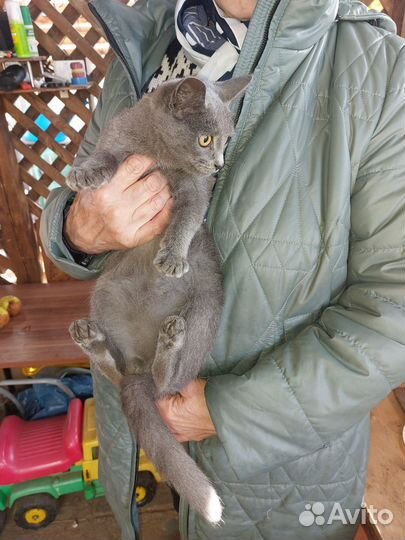 Котик