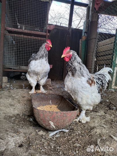 Петух кохинхин