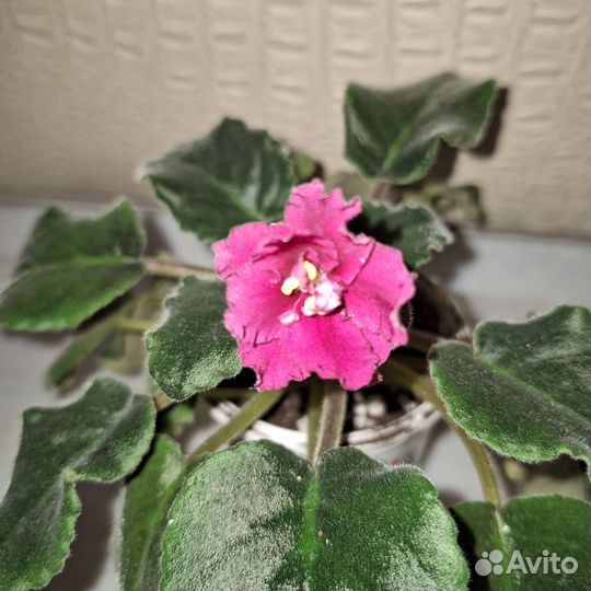 Молодая фиалка