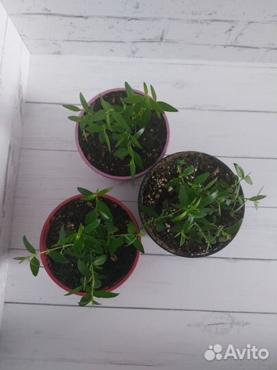 Мирт молодые черенки