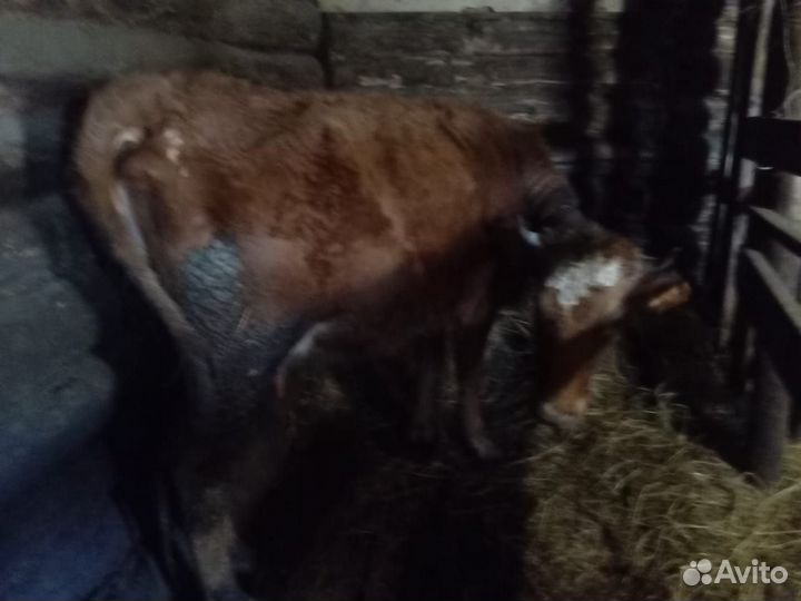 Корова дойная