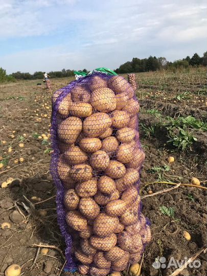 Белароза,редледи,аврора,королева анна