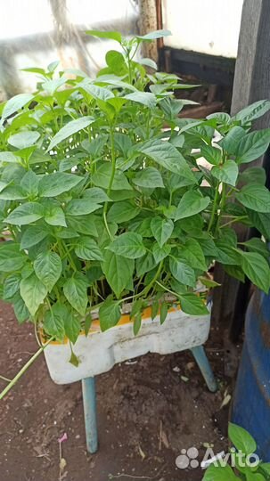 Перец Подарок Молдовы