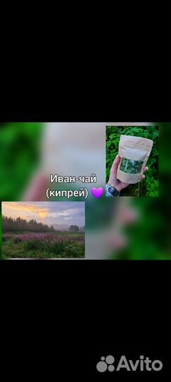 Иван-чай листовой