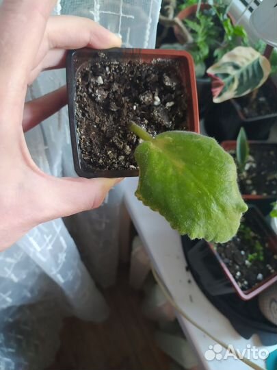 Фиалка сортовая