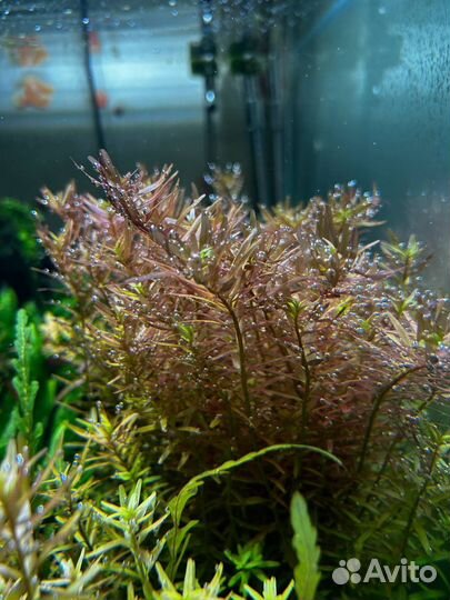 Аквариумные растения, креветки