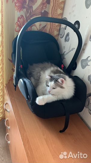Кот