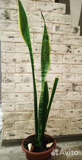 Сансевиерия сортовая