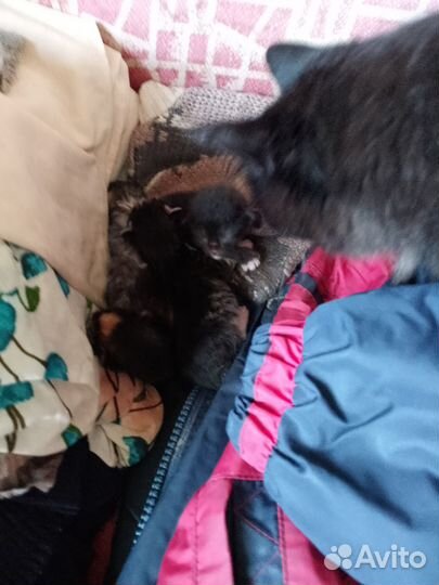 Котята в добрые руки бесплатно