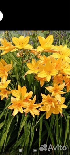 Хризантемы мультифлора, лилейник