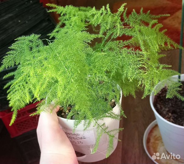 Растения обмен