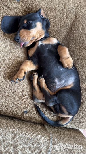 Щенки Таксы