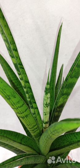 Сансевиерии, фикус