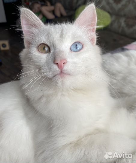 Кот Турецкий Ангор вася