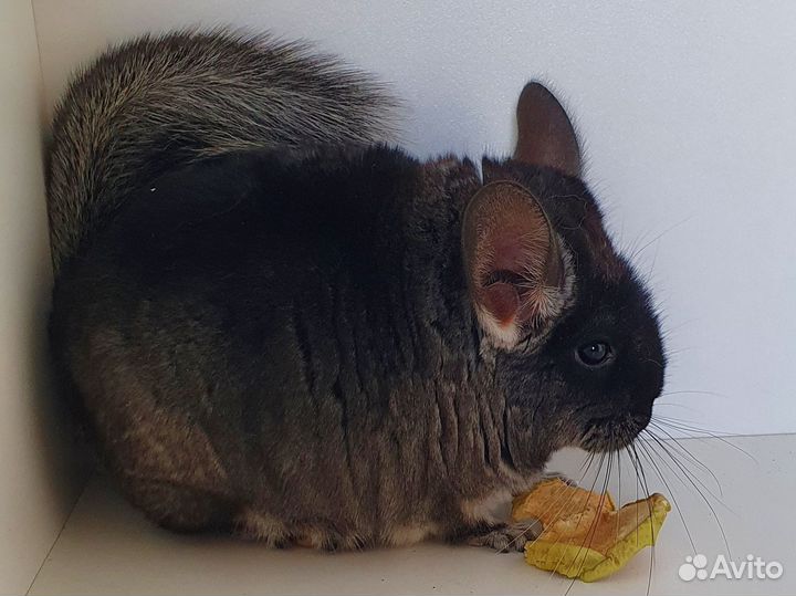 Шиншилленок мальчик черный бархат 2,5 мес