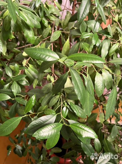 Фикус Бенджамина